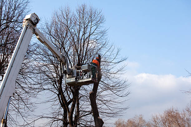 Trusted Spanish Fork, UT Tree Removal Services Experts